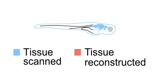 Larval zebrafish brain connectome reconstruction showing neural structure at approximately 5 days post-fertilization