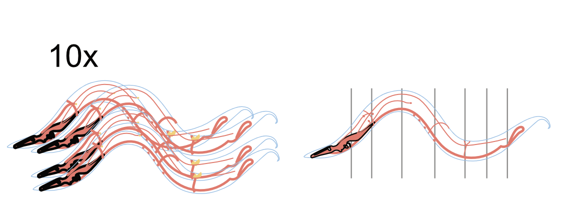C. elegans connectome visualization showing the complete neural wiring diagram of the nematode worm
