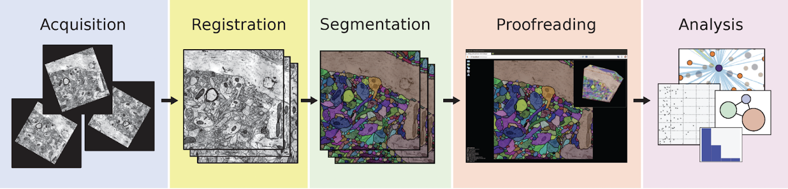 Connectomics pipeline (Mineault et al. 2024): tissue preparation to neural network reconstruction workflow
