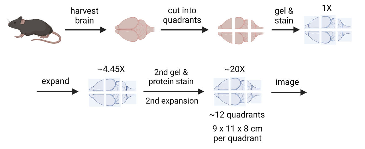 Expansion microscopy process: brain tissue physically expanded to enable higher-resolution imaging