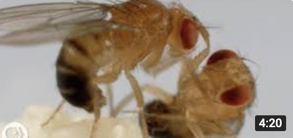 Video thumbnail: Two fruit flies engaged in aggressive fighting behavior