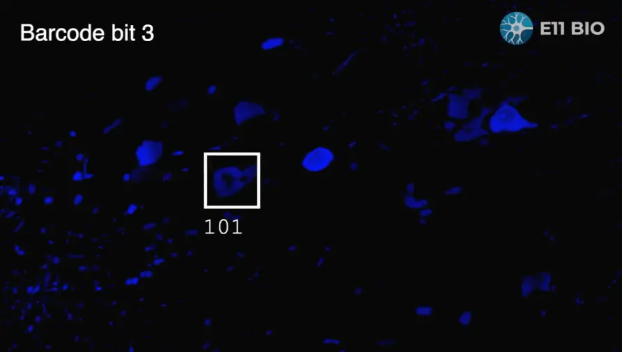 Animation: Molecular barcoding in expansion microscopy - fluorescent labels identify proteins and cell types