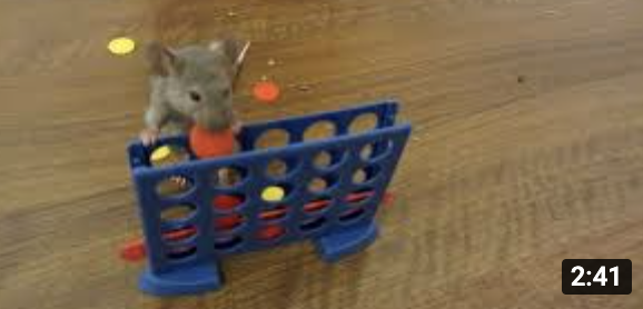 Video thumbnail: Mouse performing complex motor and learning behaviors in agility course