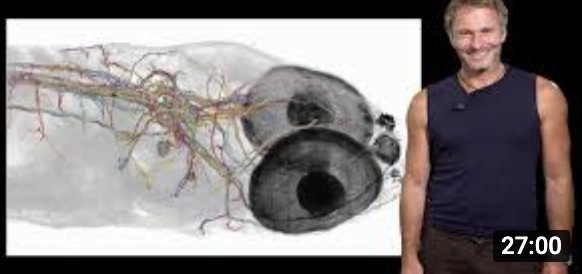 Video thumbnail: Zebrafish larva demonstrating phototaxis, hunting, and swimming behaviors